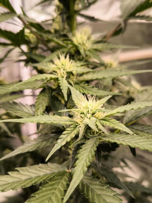 DognabisCup #18 .A. Week 8