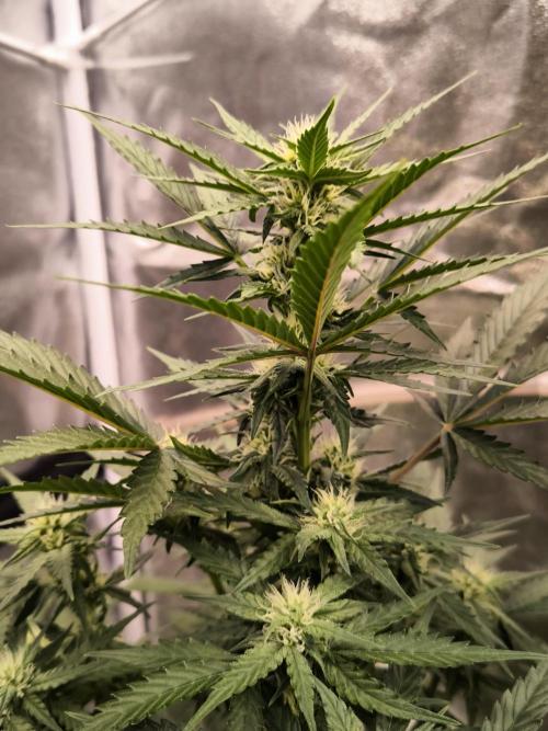 DognabisCup #18 .A. Week 8