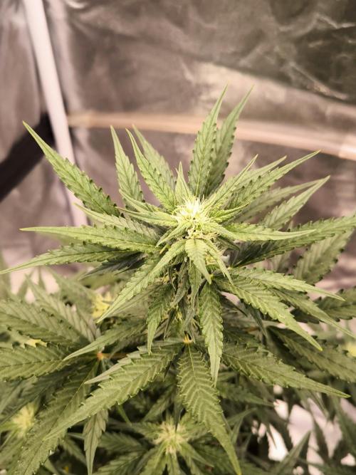 DognabisCup #18 .A. Week 8