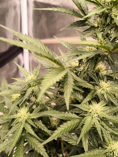 DognabisCup #18 .A. Week 8