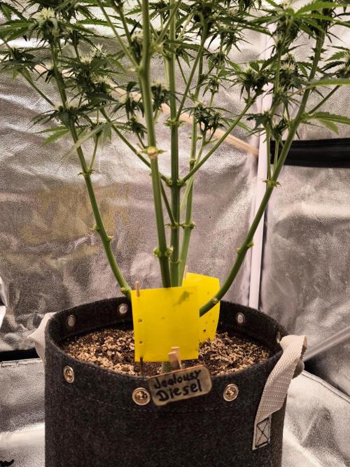 DognabisCup #18 .A. Week 8