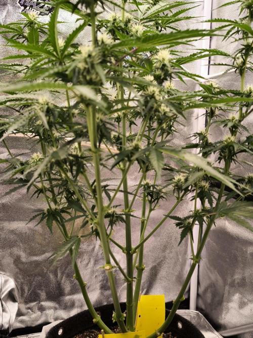 DognabisCup #18 .A. Week 8