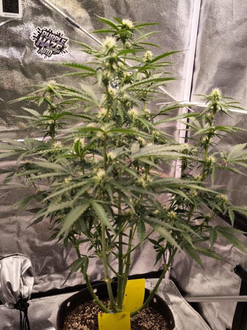 DognabisCup #18 .A. Week 8