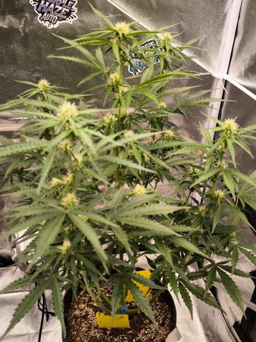 DognabisCup #18 .A. Week 8