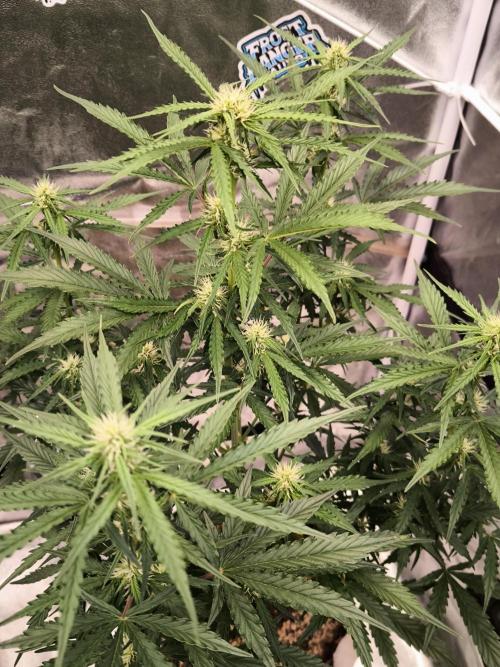 DognabisCup #18 .A. Week 8