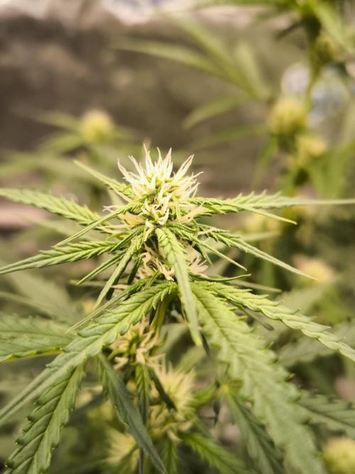 DognabisCup #18 .A. Week 8