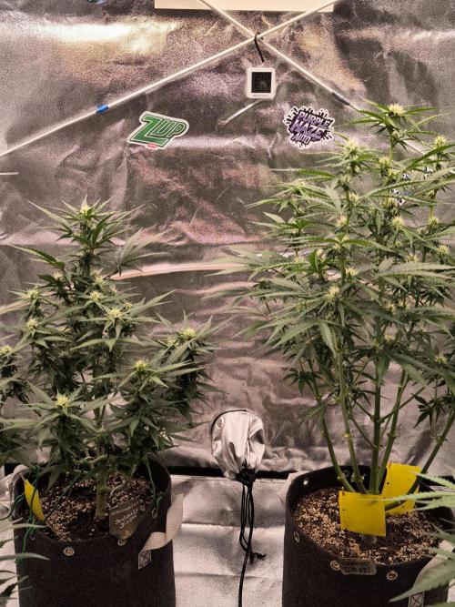 DognabisCup #18 .A. Week 8