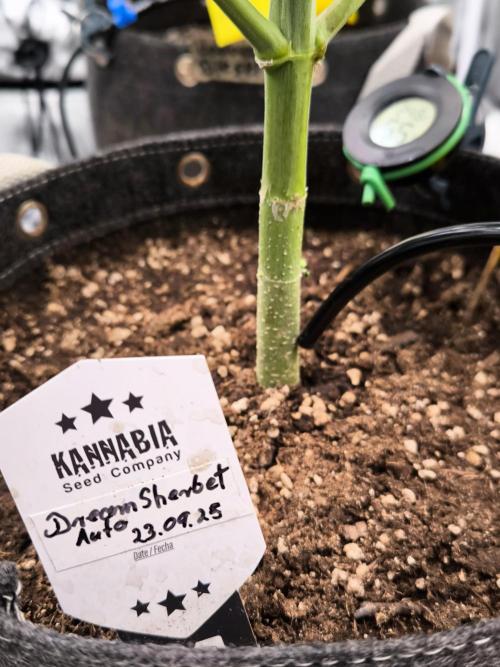 Dream Sherbet Auto. Week 6