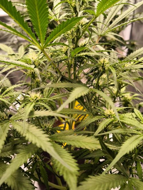 Dream Sherbet Auto. Week 6