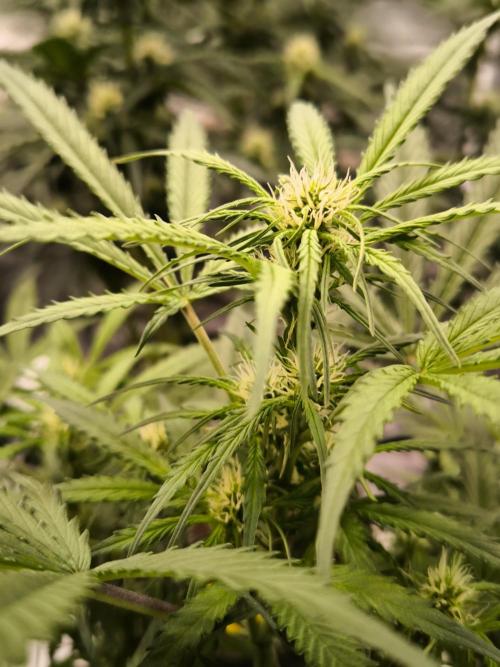 Dream Sherbet Auto. Week 6