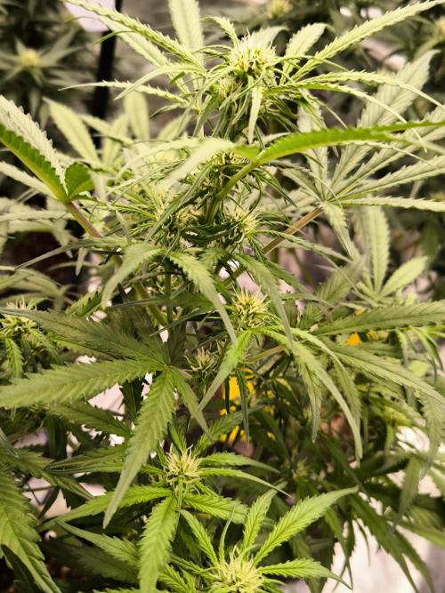 Dream Sherbet Auto. Week 6