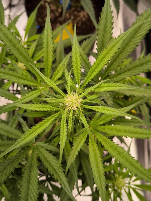 Dream Sherbet Auto. Week 6