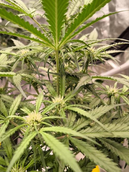 Dream Sherbet Auto. Week 6