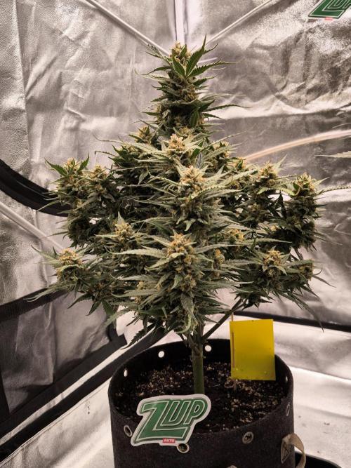 Fast Buds Z-UP Auto. Week 11