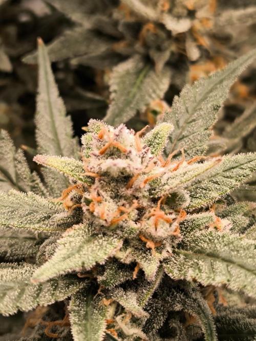 Fast Buds Z-UP Auto. Week 11