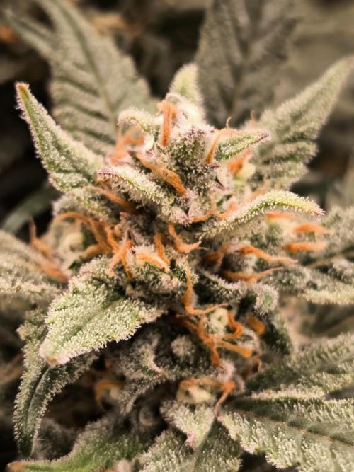 Fast Buds Z-UP Auto. Week 11