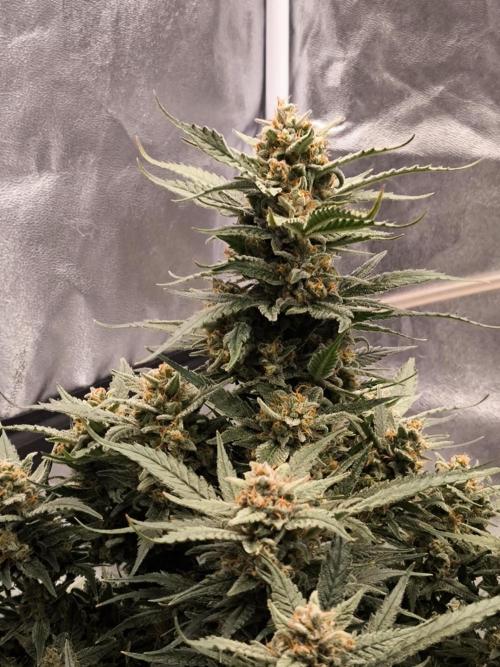 Fast Buds Z-UP Auto. Week 11