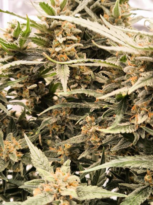 Fast Buds Z-UP Auto. Week 11