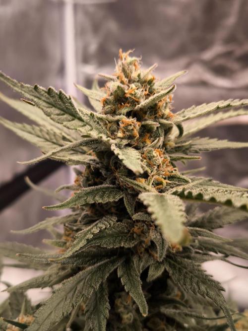 Fast Buds Z-UP Auto. Week 11