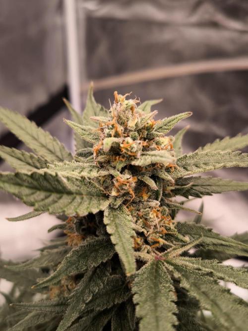 Fast Buds Z-UP Auto. Week 11