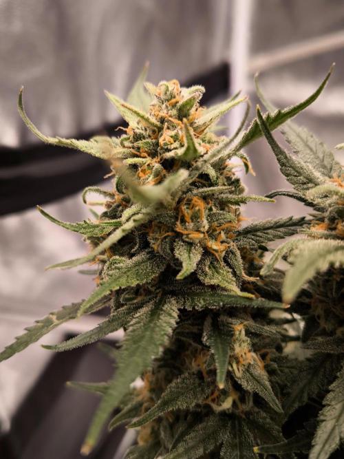 Fast Buds Z-UP Auto. Week 11