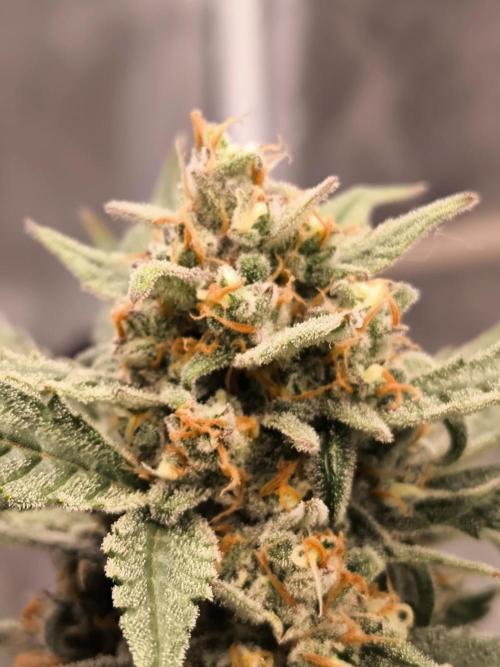 Fast Buds Z-UP Auto. Week 11