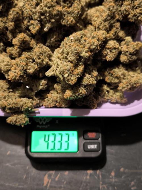 Anesia Seeds  . Week 12