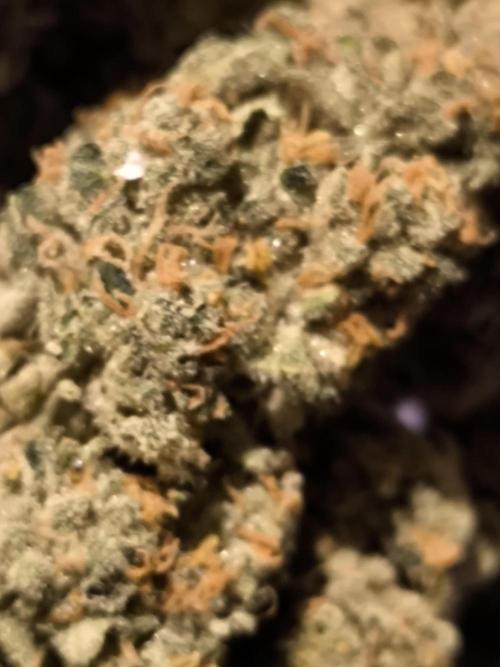 Anesia Seeds  . Week 12