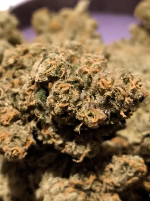 Anesia Seeds  . Week 12