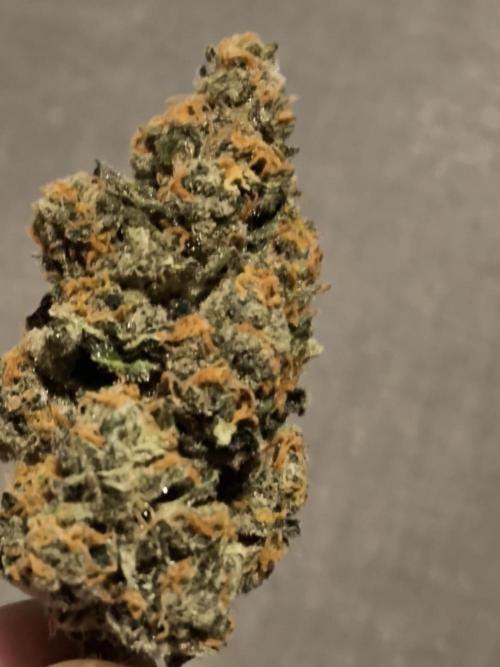 Anesia Seeds  . Week 12