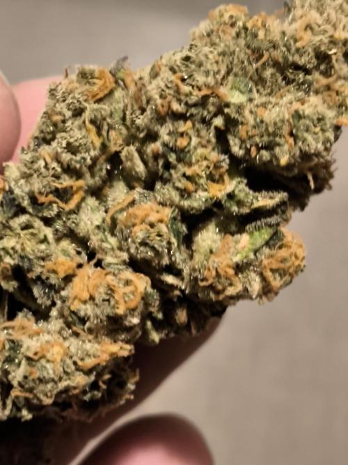 Anesia Seeds  . Week 12