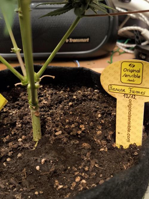 Banana Fumes 12/12. Week 10