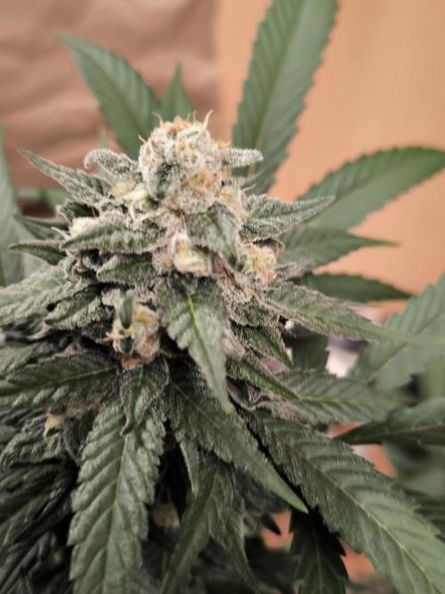 Banana Fumes 12/12. Week 10