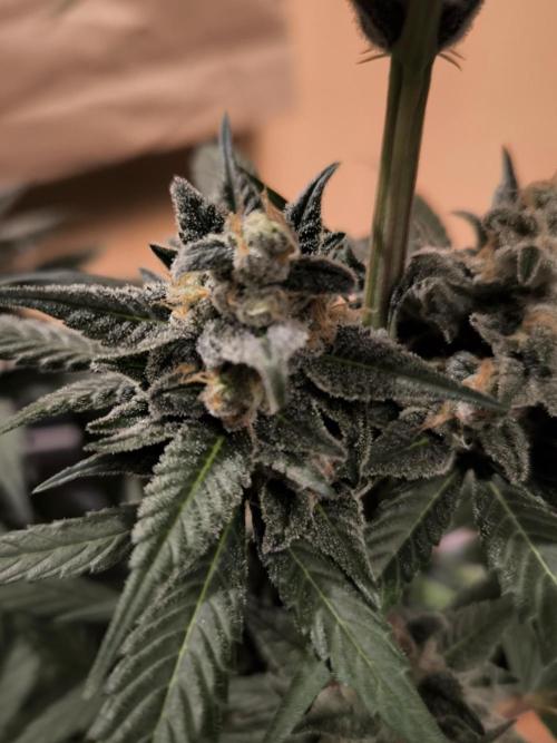 Banana Fumes 12/12. Week 10