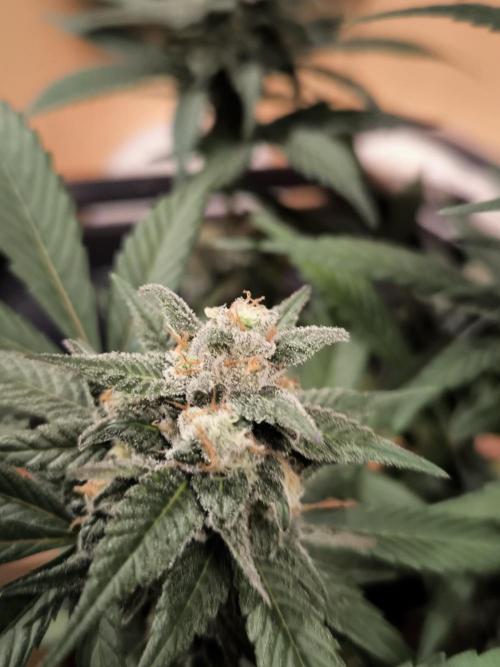 Banana Fumes 12/12. Week 10