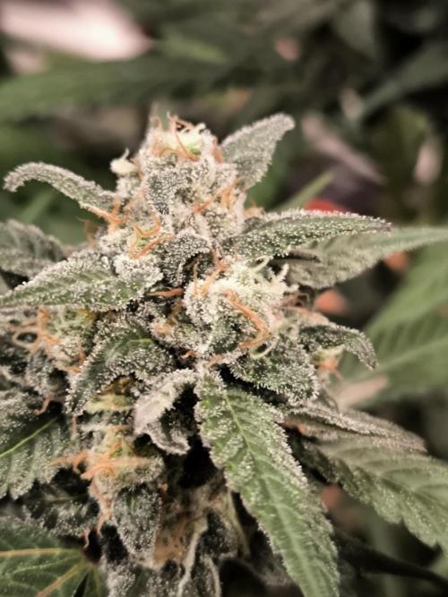 Banana Fumes 12/12. Week 10