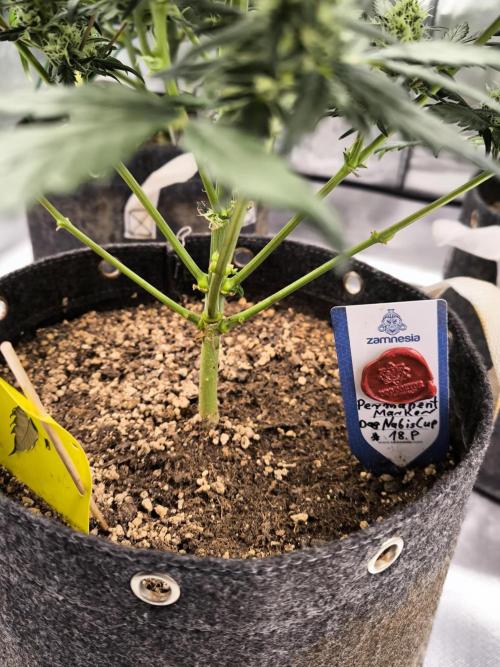 DOGNABISCUP #18 .P. Week 9