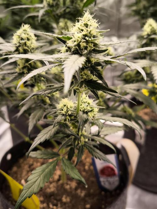 DOGNABISCUP #18 .P. Week 9