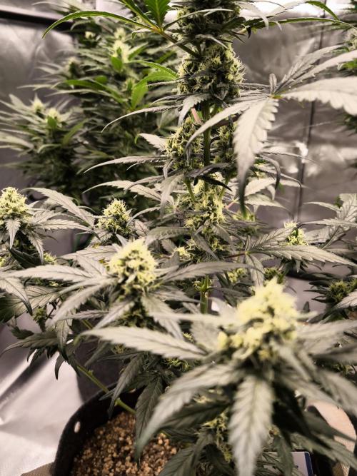 DOGNABISCUP #18 .P. Week 9