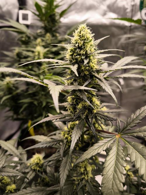 DOGNABISCUP #18 .P. Week 9