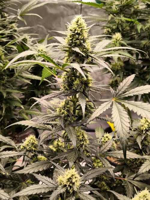 DOGNABISCUP #18 .P. Week 9