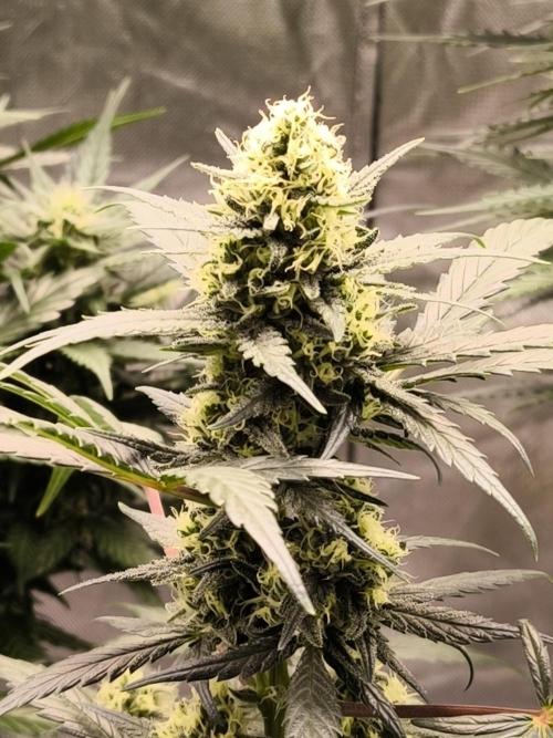 DOGNABISCUP #18 .P. Week 9