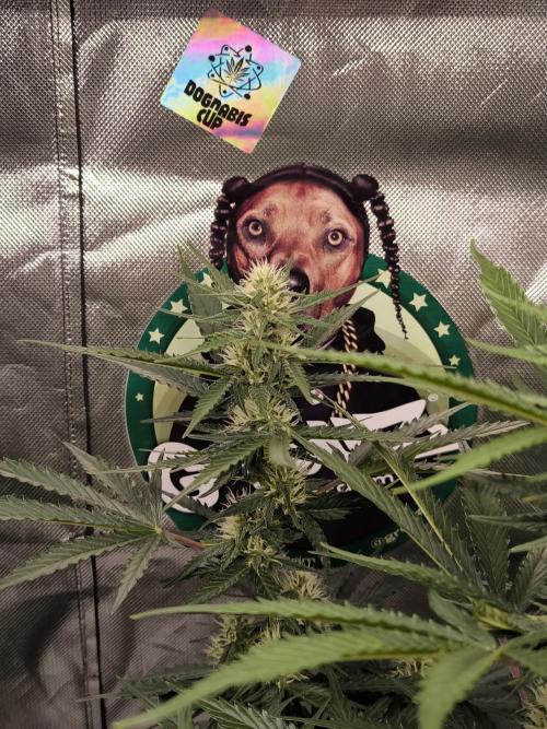 DognabisCup #18 .A. Week 9