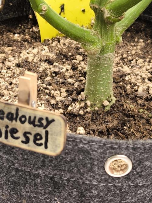 DognabisCup #18 .A. Week 9