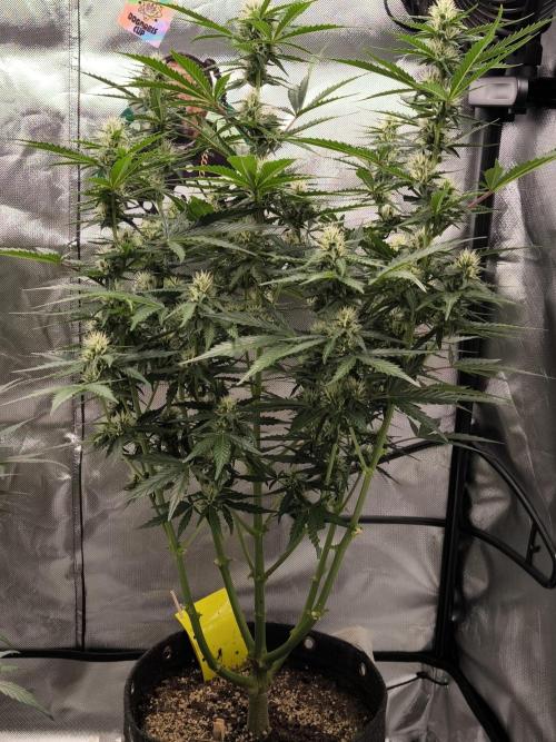 DognabisCup #18 .A. Week 9