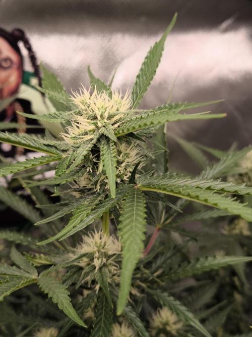 DognabisCup #18 .A. Week 9