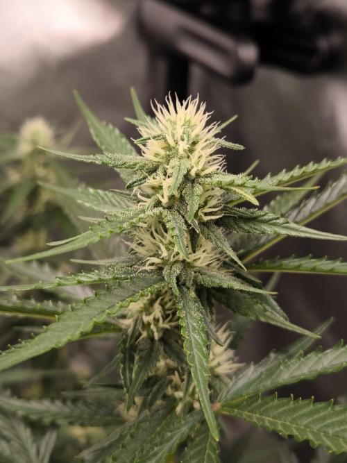 DognabisCup #18 .A. Week 9