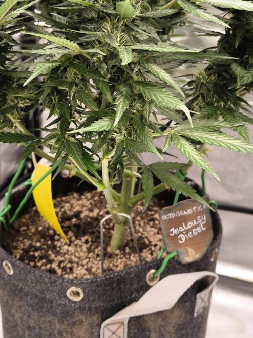 DognabisCup #18 .A. Week 9