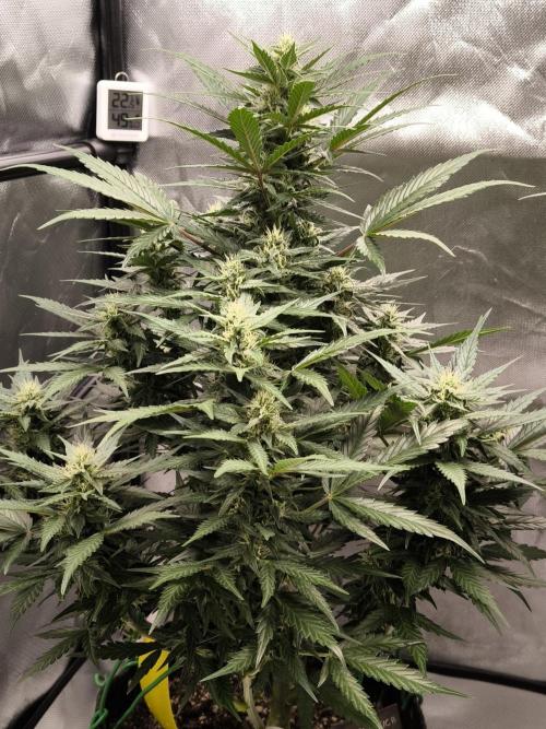 DognabisCup #18 .A. Week 9