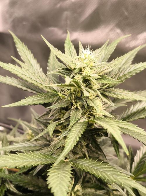 DognabisCup #18 .A. Week 9